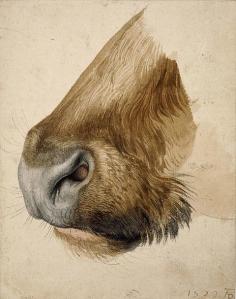 Muzzle of a Bull, watercolor 1523